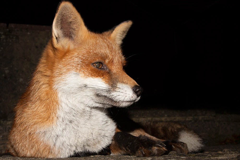 0306163010099423.jpg - Fox portrait