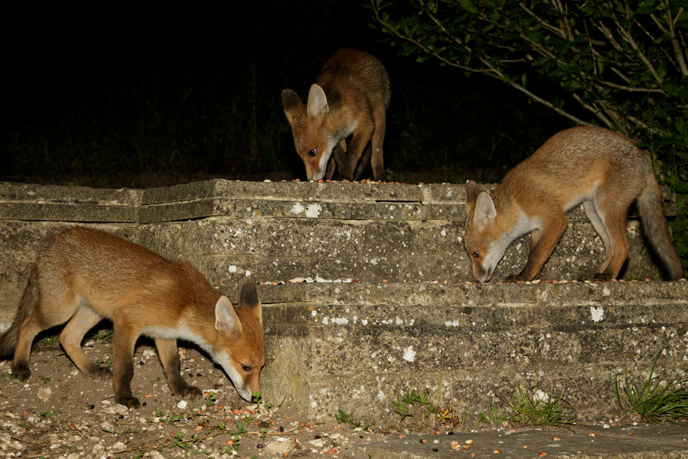 0306170306175975.jpg - Three fox cubs in the garden at night.