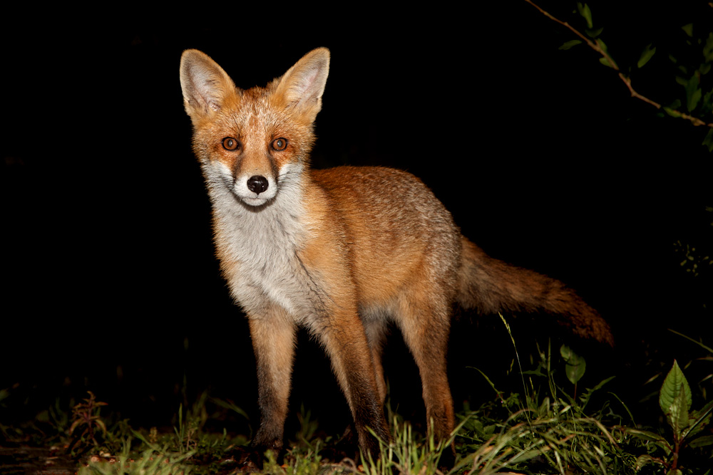 0306180306186580.jpg - Fox Cub (long nose) at night