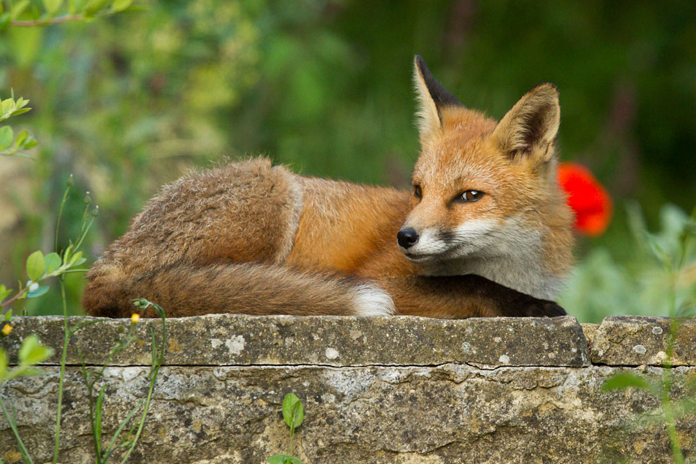 0307130107137593.jpg - Four month old fox cub lying down on stone step