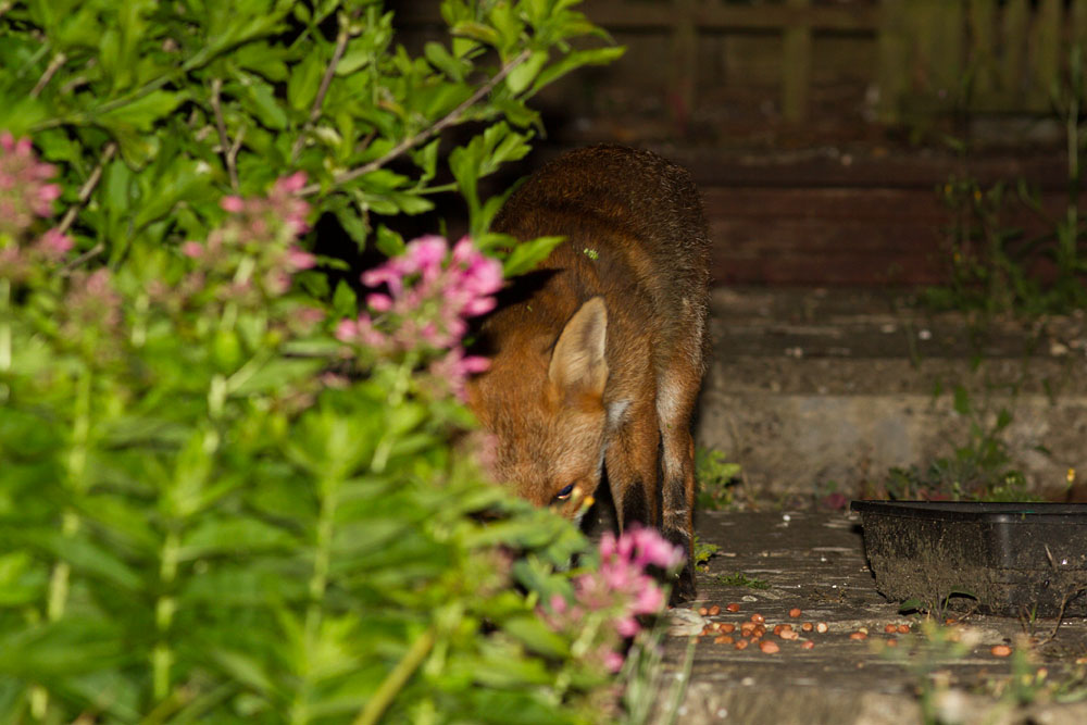 0307140207148604.jpg - Fox with nicked ear in garden