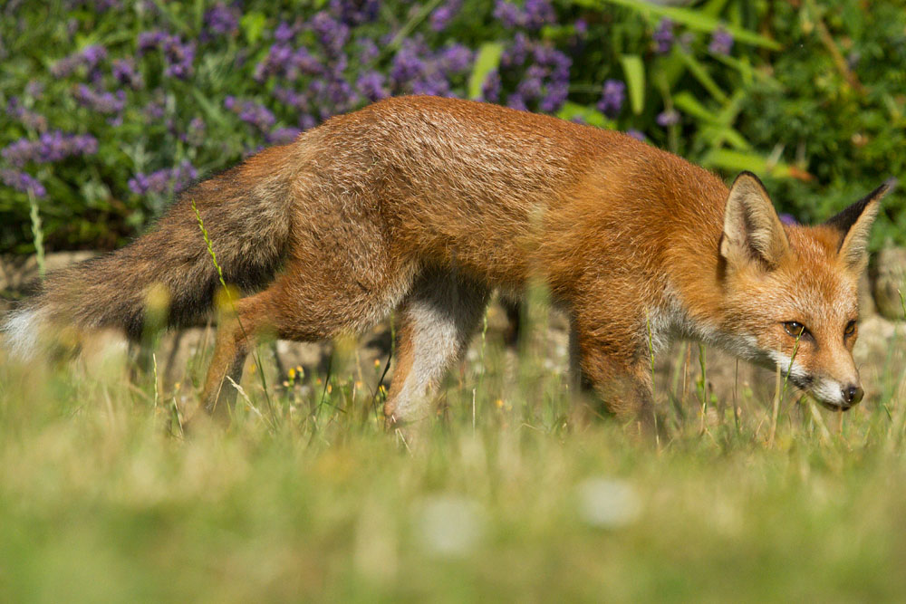 0308130208135706.jpg - 5 month old fox cub stalking through a suburban garden