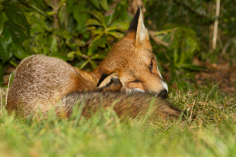 0308141409123641.jpg - Young fox sleeping in suburban garden.