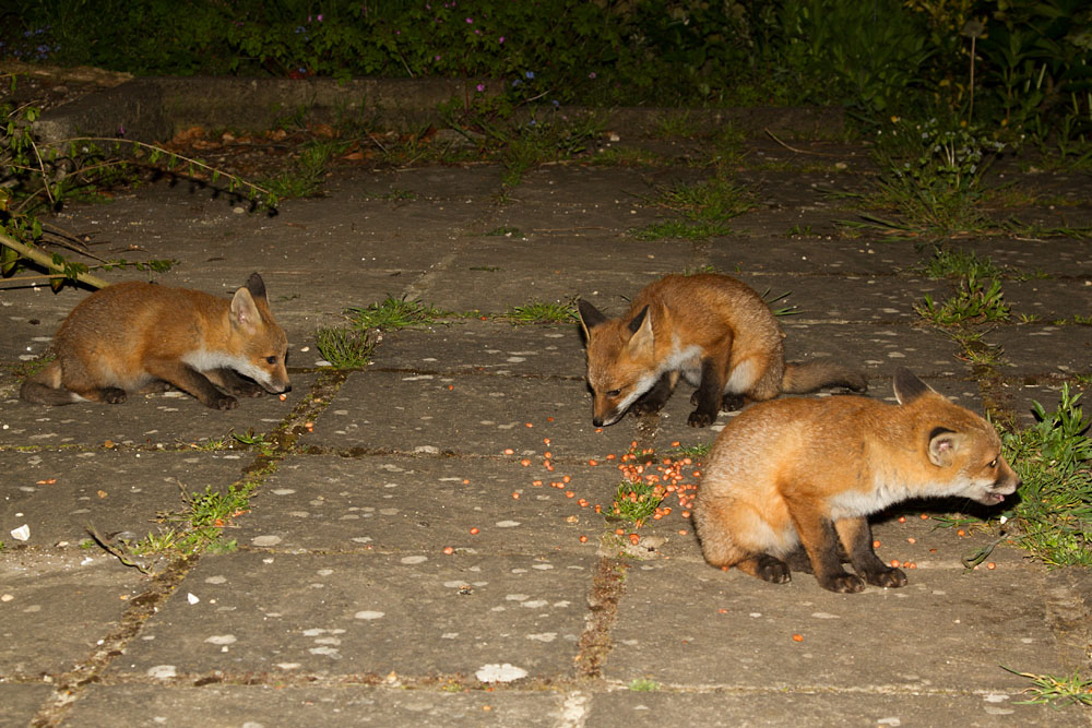 0310131905136855.jpg - Three fox cubs at around 3 months old