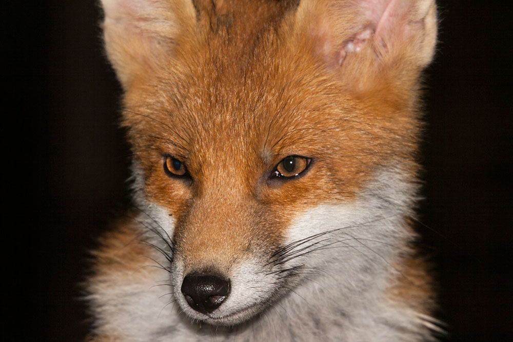 0310141306105070.jpg - Portrait of a young fox