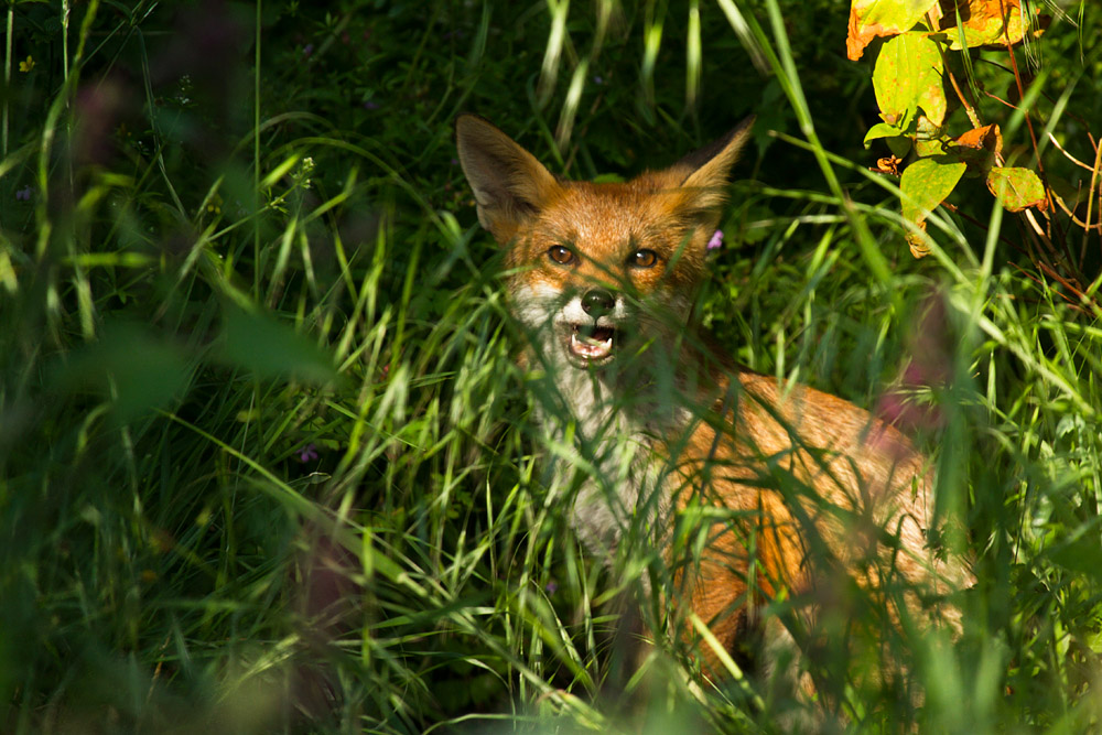 0310152906136980.jpg - Fox cub in long grass