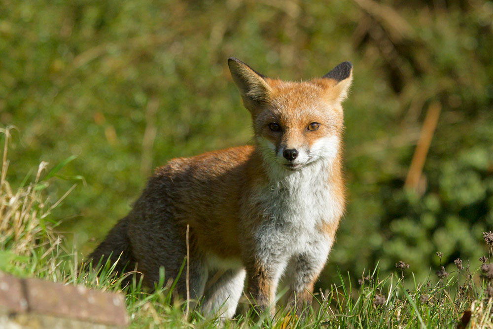 0311141011136360.jpg - Fox in sunshine