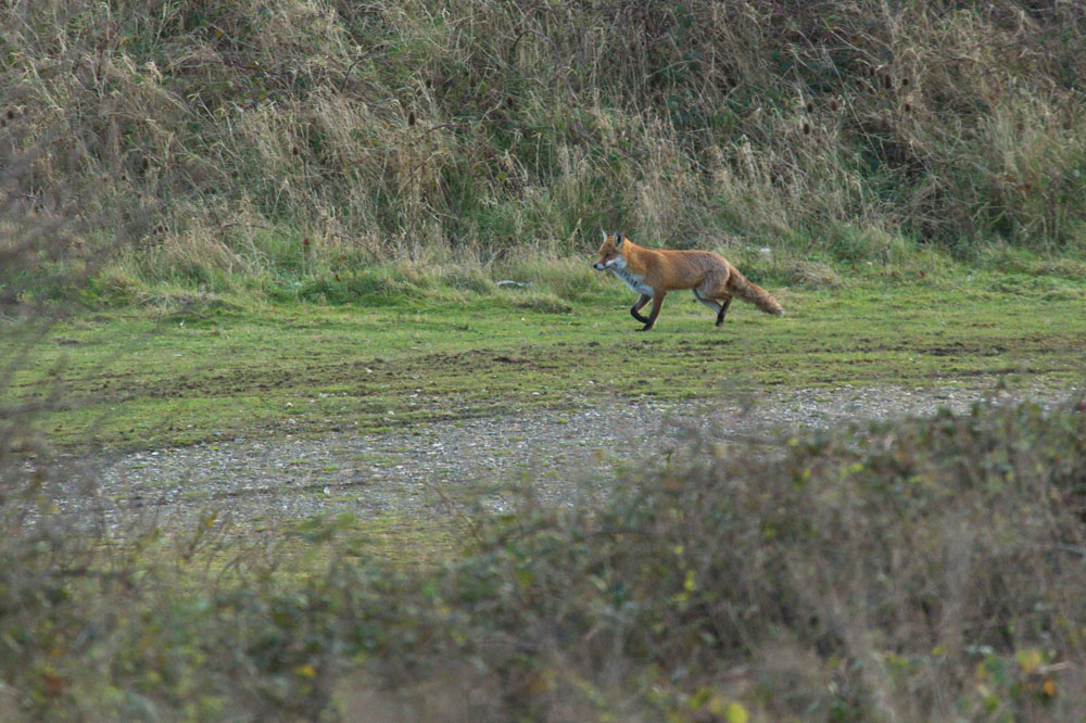 0312120212126809.jpg - Wild fox (Vulpes vulpes) stalking rabbits at Sheepcote Valley, East Sussex.
