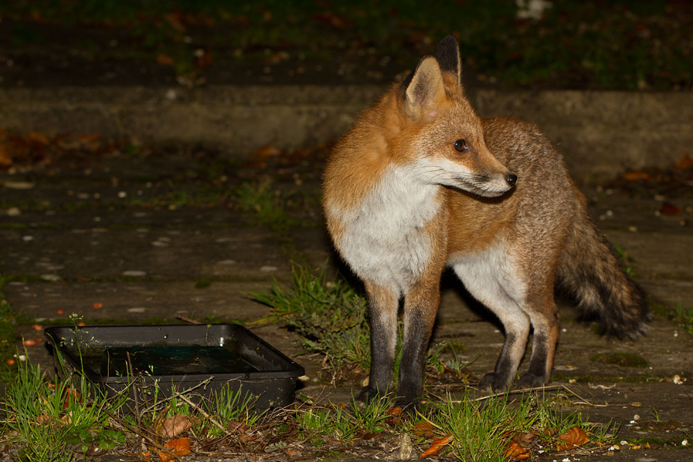 0312140112130775.jpg - Fox by water tray