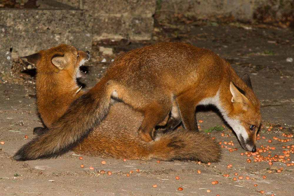 0312151407131119.jpg - Two fox cubs squabbling over peanuts