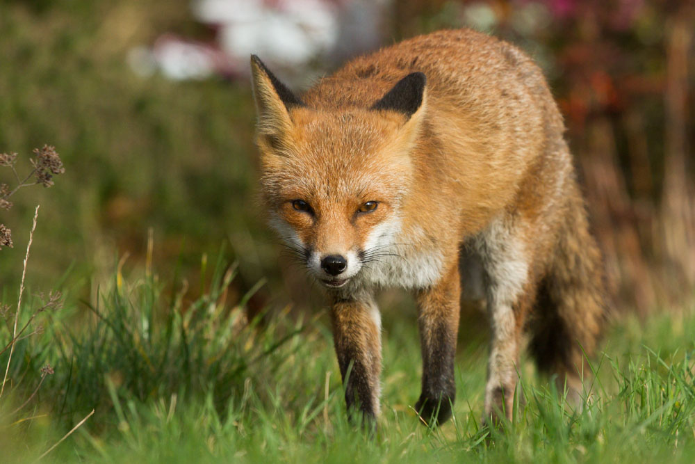 0402140202149258.jpg - Fox walking in suburban garden in daylight