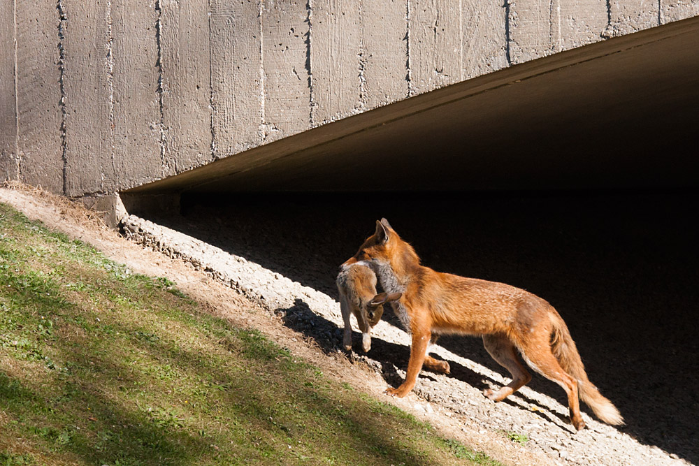 0402162205093575.jpg - Vixen and rabbit by a bridge on the University of Sussex campus.