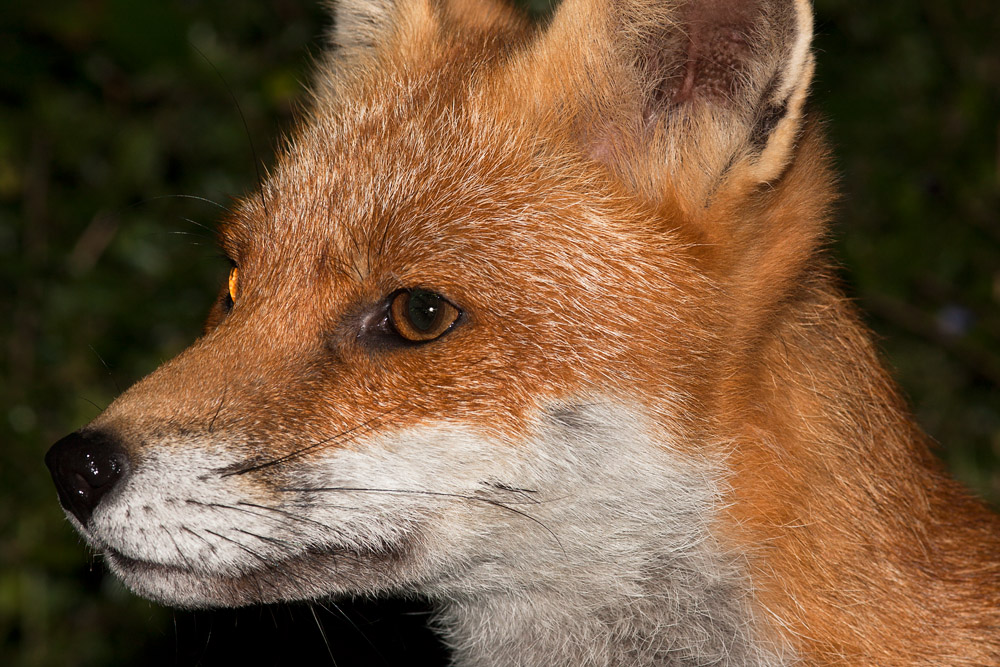 0403162408091101.jpg - Portrait of a fox