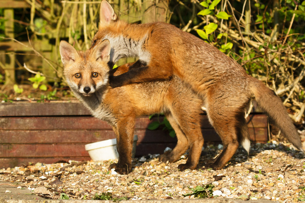 0403172705139999_27.jpg - Two fox cubs in a tangle