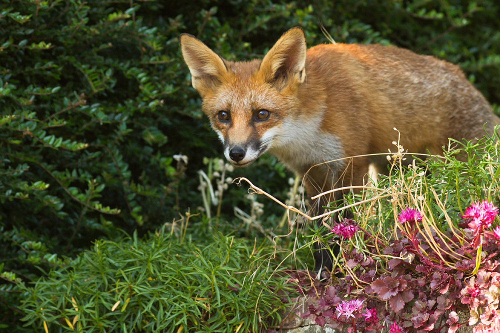 0404151807132483.jpg - Fox cub looking over the top of a raised flower bed