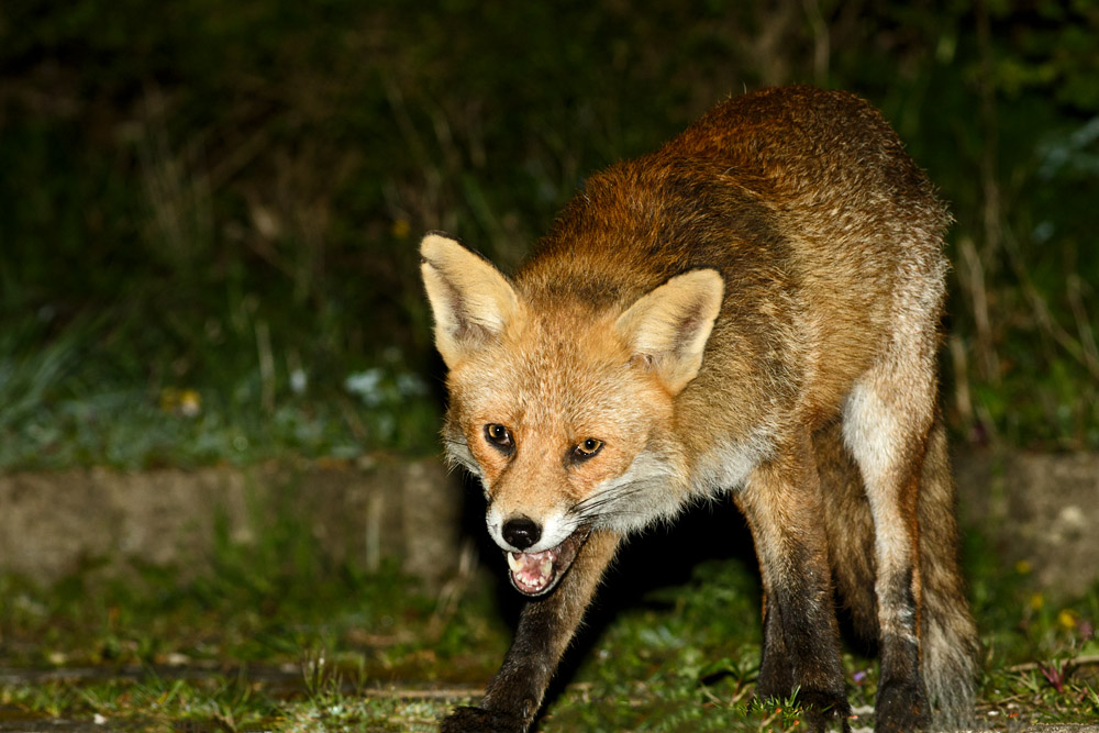 0404170204175993.jpg - Fox with nicked ear at night
