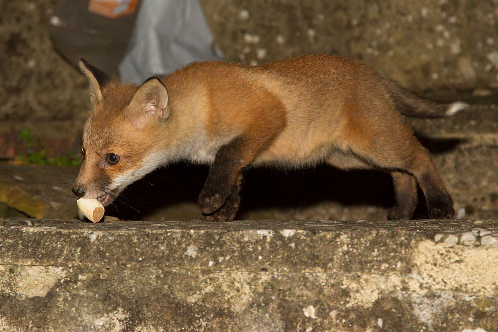 0405130305132897.jpg - 10 week old fox cub  (Vulpes vulpes) taking a markie biscuit in a suburban garden.