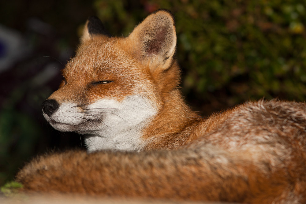 0405160310094655.jpg - Fox relaxing