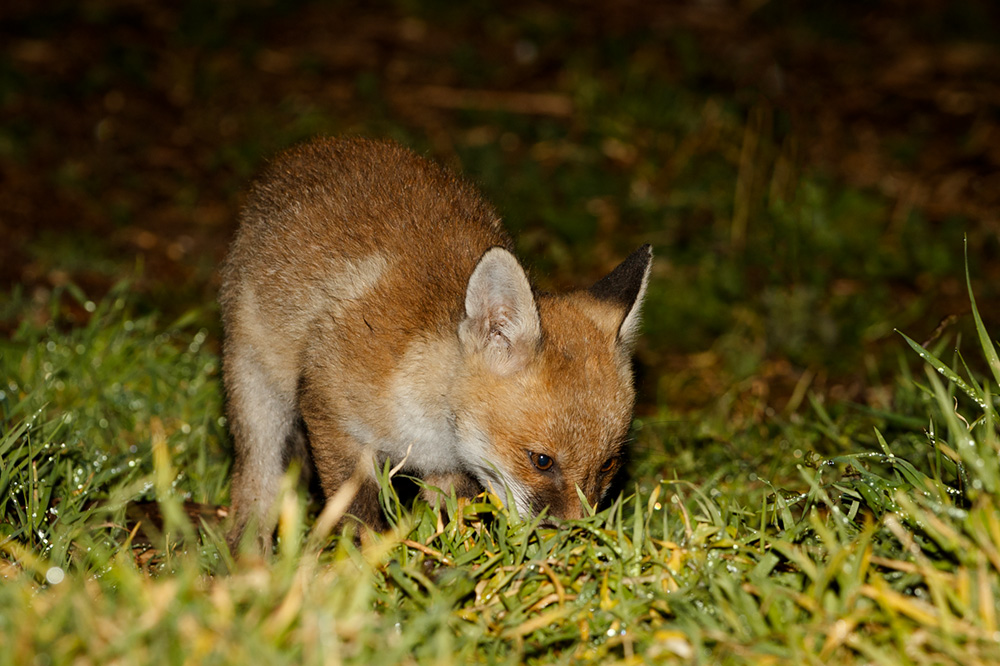 0405190405194429.jpg - Fox cub in the garden