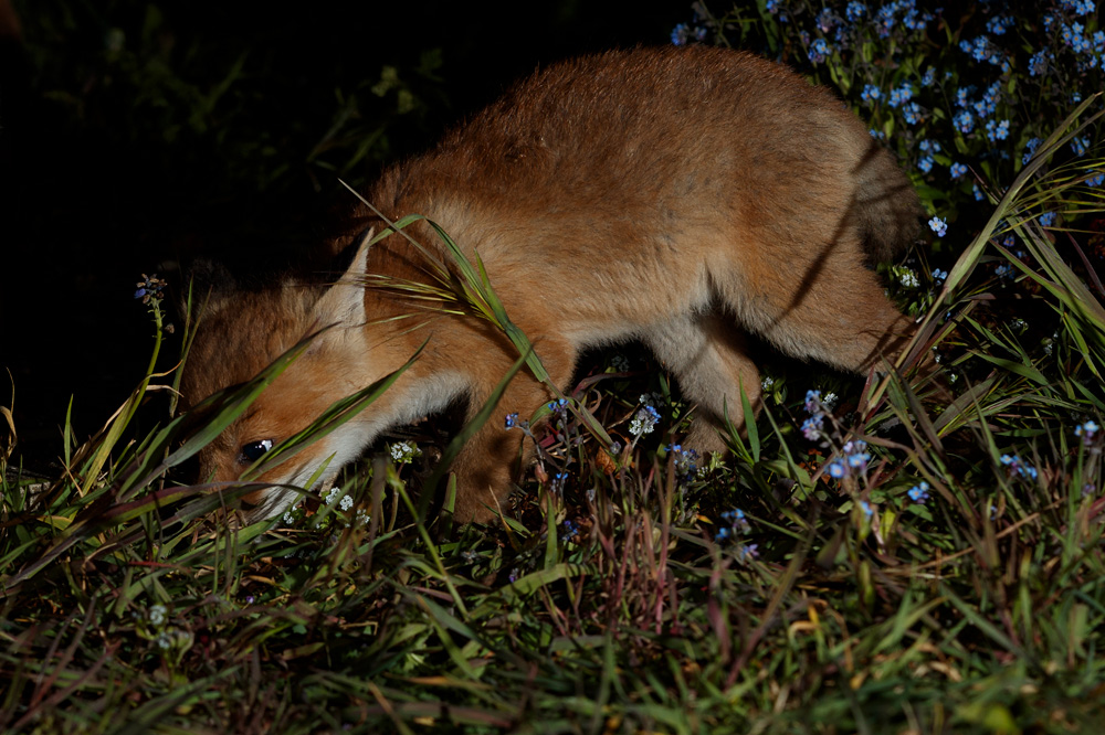 0405210505218864.jpg - Fox cubs in the garden