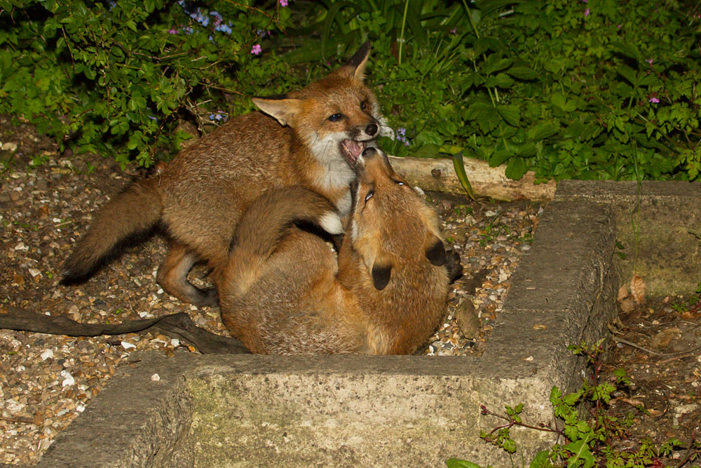 0406130306131503.jpg - Fox cubs play fighting.