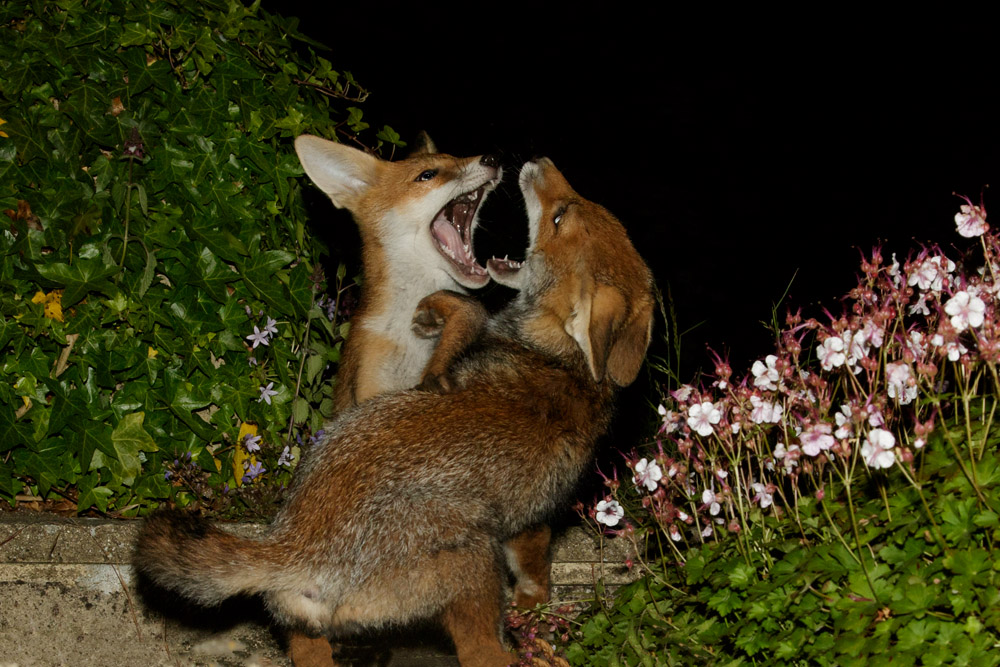 0406170406176183.jpg - Fox cubs fighting at night