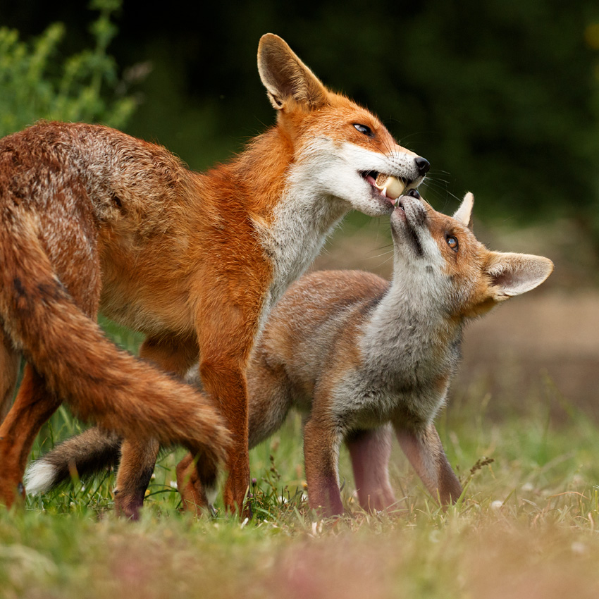 0406180406187496.jpg - Pretty Vixen and fox cub