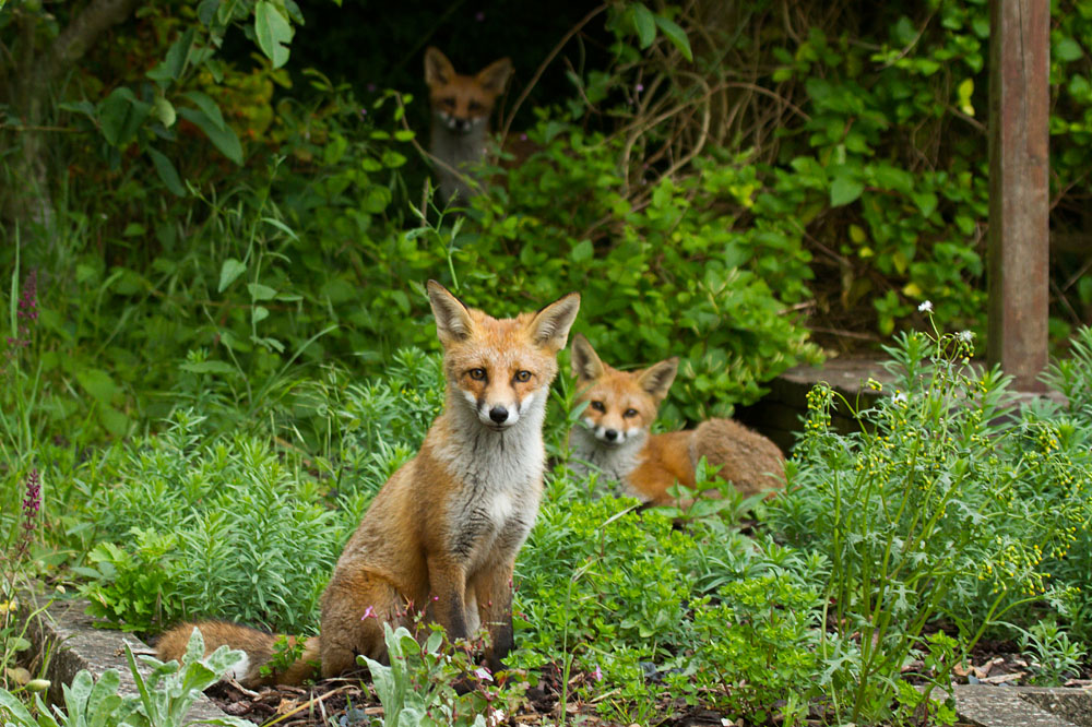 0407130307138151.jpg - Three fox cubs sitting in garden