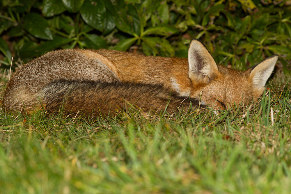0408141409123676.jpg - Young fox sleeping in suburban garden.