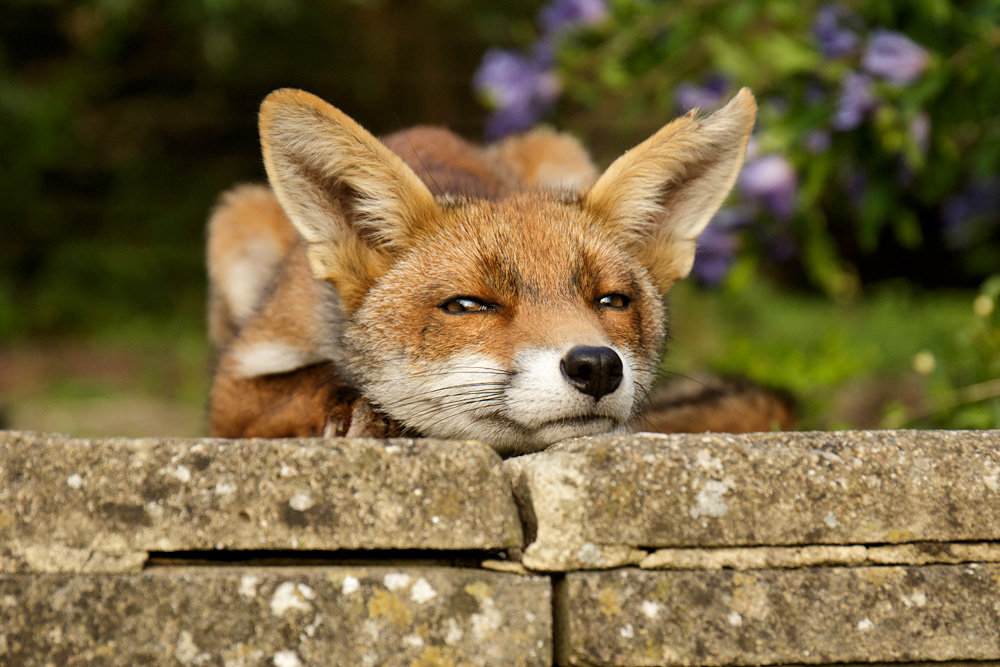 0408170408176208.jpg - The little dog fox relaxing