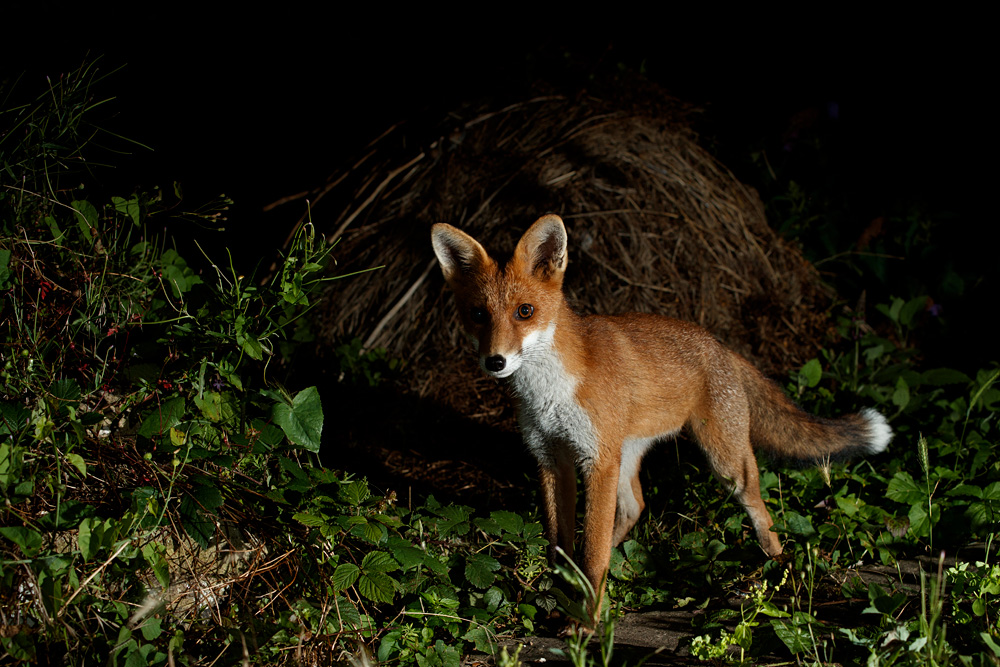 0408210108216081.jpg - Fox cub at night