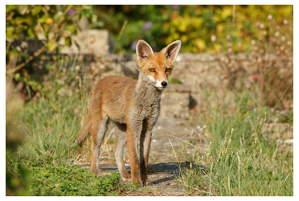 0408252507254496.jpg - Fox cub in our garden