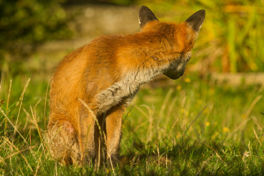 0409142608148053.jpg - Male fox with some signs of poor coat (mange?) in garden on sunny evening.
