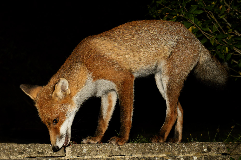 0409170309175849.jpg - Portrait of Little Dog Fox