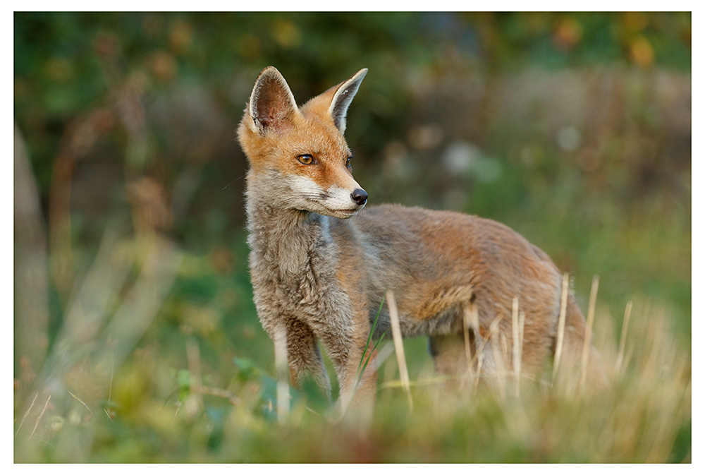 0409251808255017.jpg - SoLo in the garden