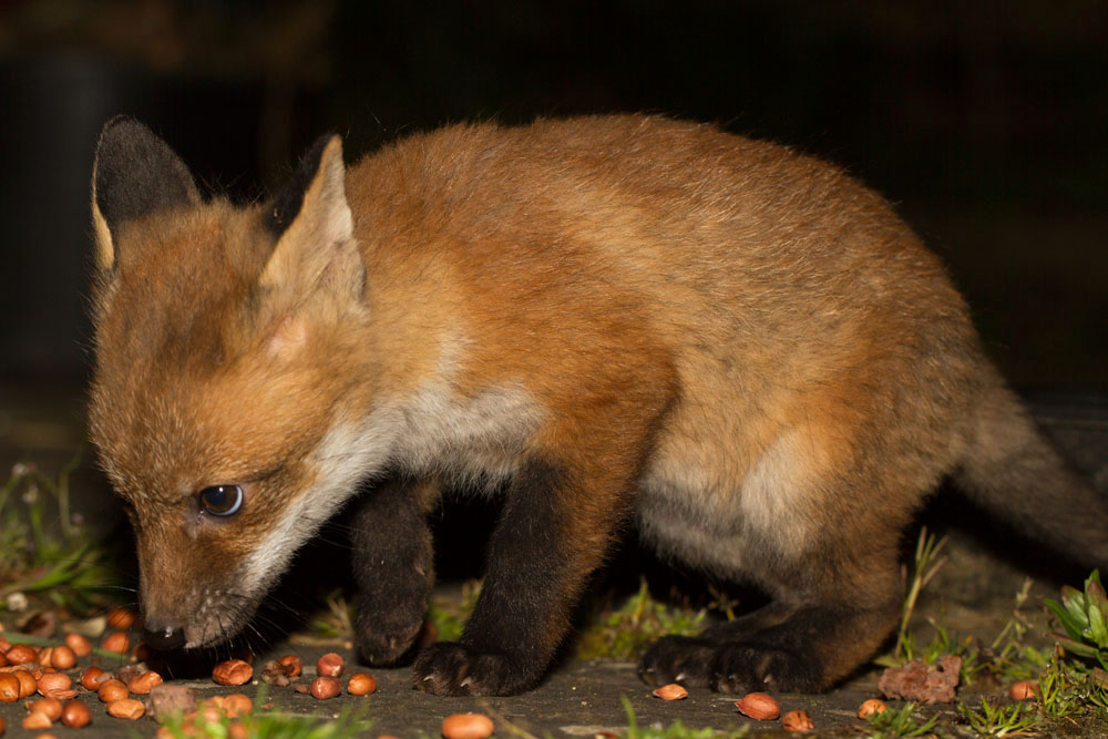 0410130105132307.jpg - 9-week old fox cub (Vulpes vulpes) portraits eating peanuts and posing.