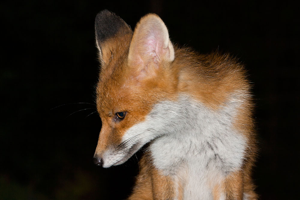 0410141306105062.jpg - Portrait of a young fox