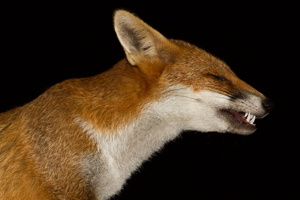 0411141009123056.jpg - Portrait of young fox.