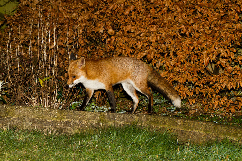0412122911126366.jpg - Fox (Vulpes vulpes) against a copper beech hedge in a suburban garden.