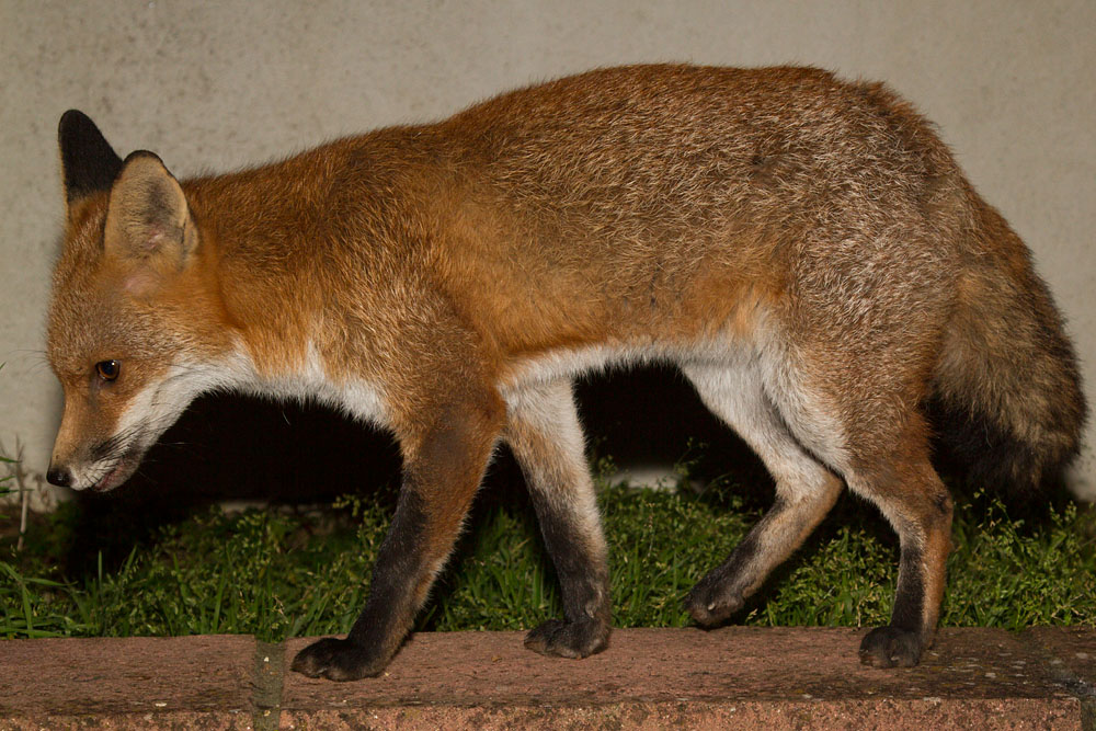 0412140112130748.jpg - Fox standing on low wall