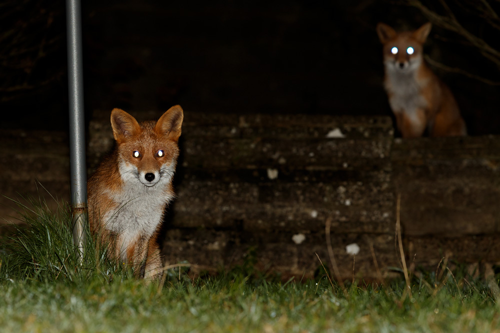 0412190212192650.jpg - Young foxes