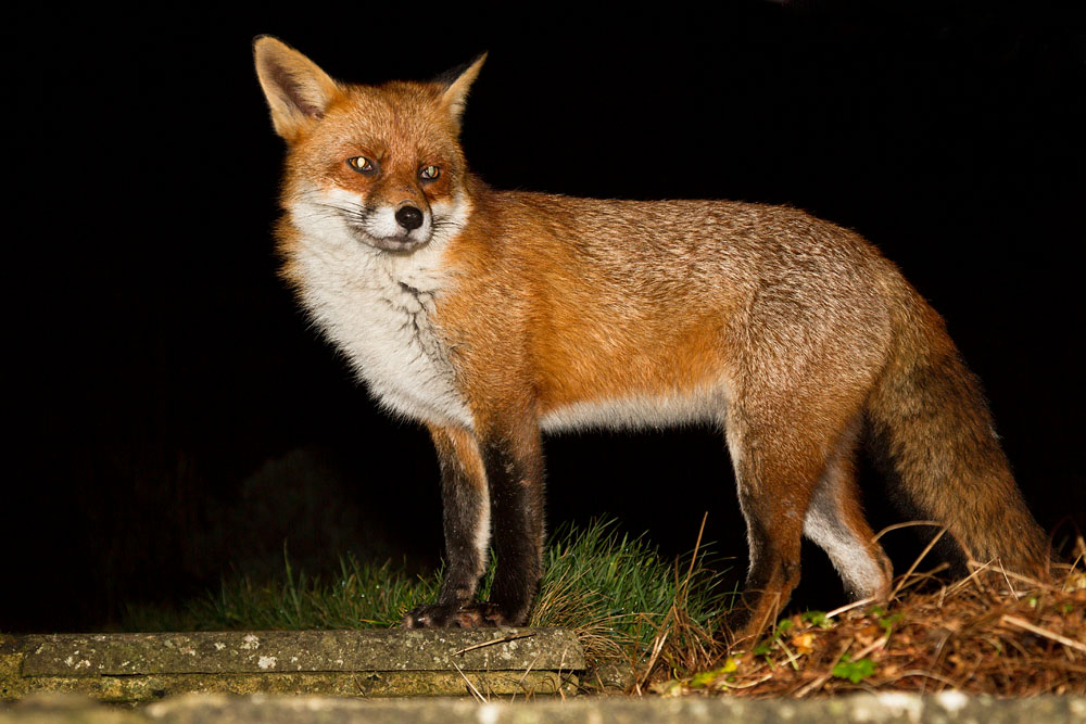 0501130301132425.jpg - Mature male fox (Vulpes vulpes) standing on stone path in a garden, East Sussex.