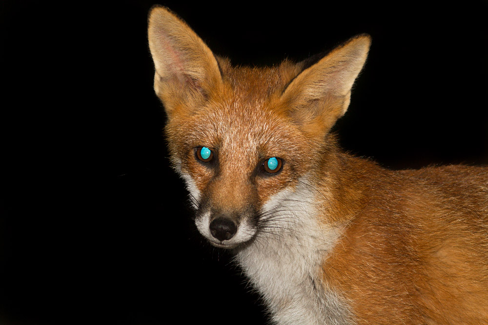 0501162207133519.jpg - Young fox with blue eye-shine