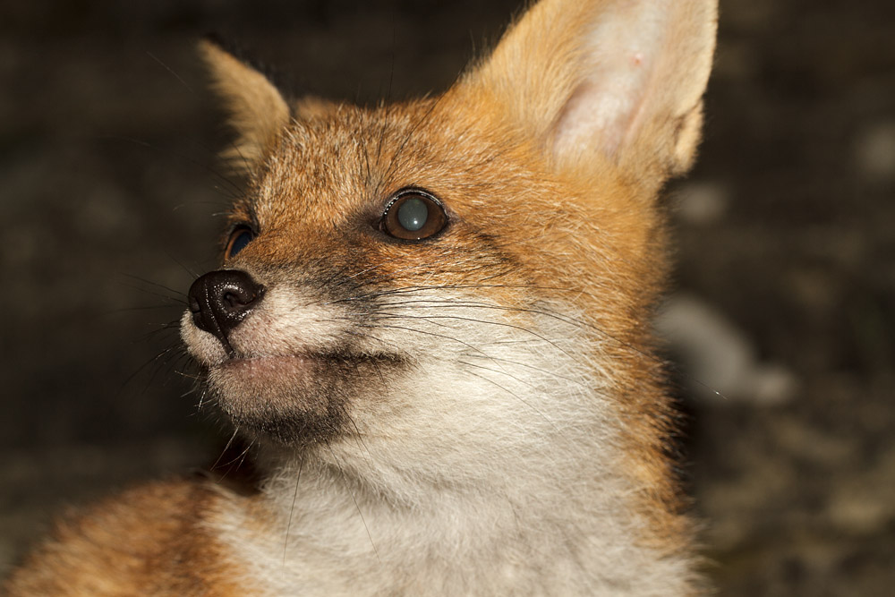 0501172105137520.jpg - Portrait of a fox cub