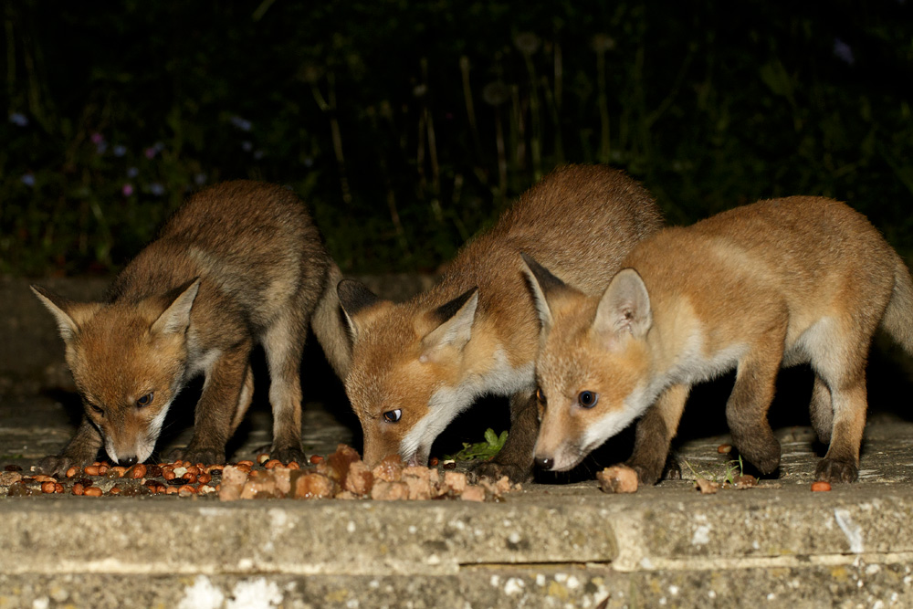 0501180505170161.jpg - Three fox cubs