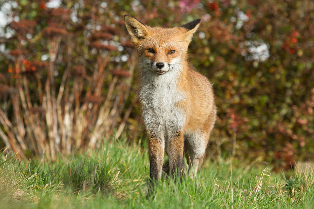 0502140202149172.jpg - Fox walking in suburban garden in daylight