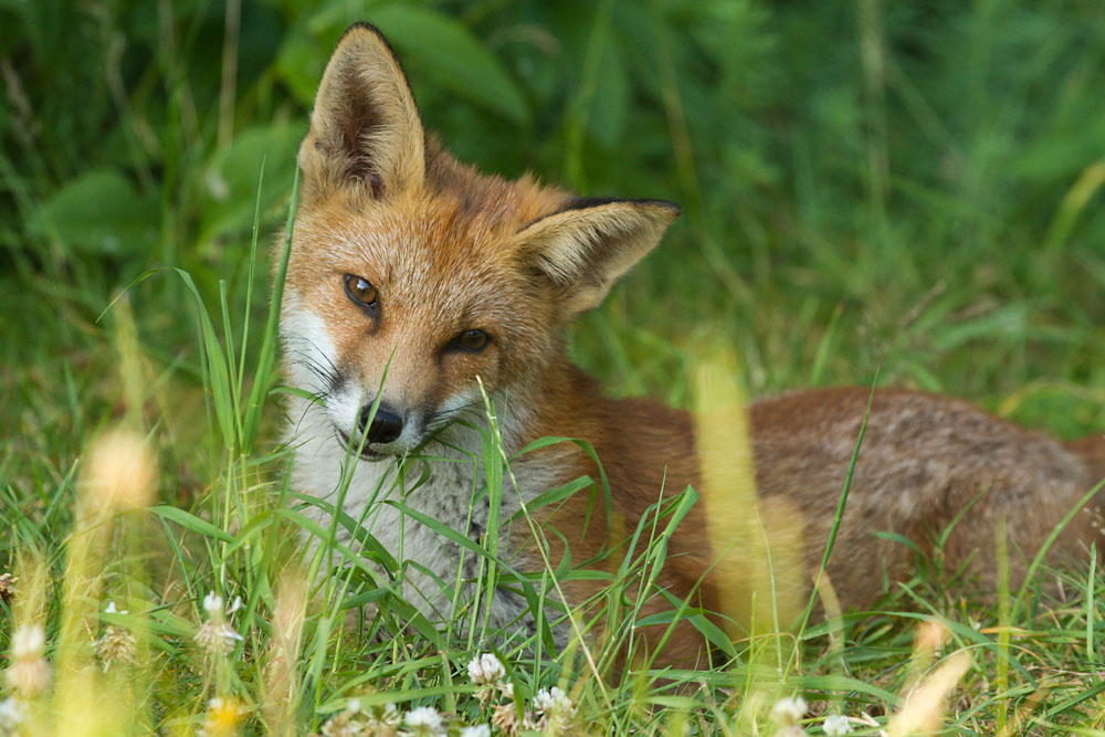 0503151107130460.jpg - Fox cub in the grass