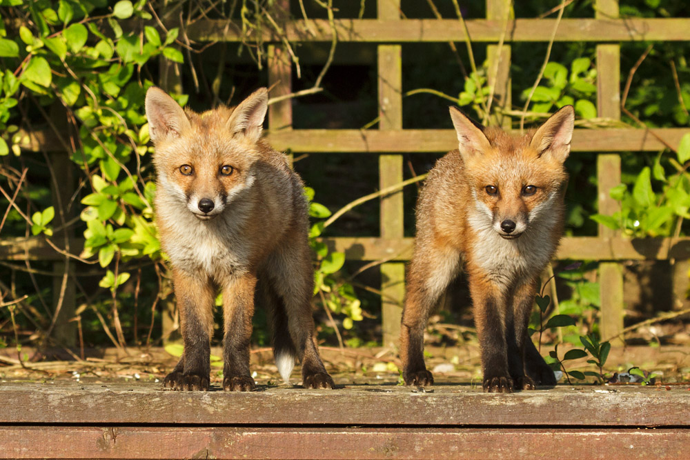 0503172705139999_39.jpg - Two attentive fox cubs