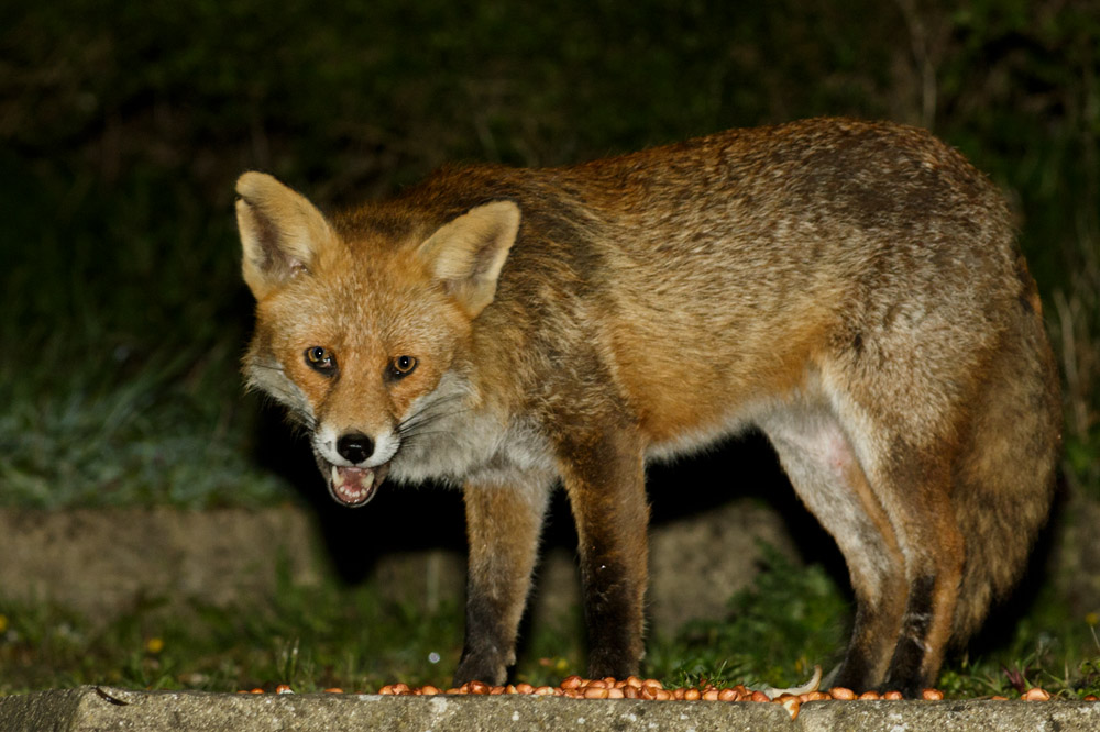 0504170204175976.jpg - Fox with nicked ear at night