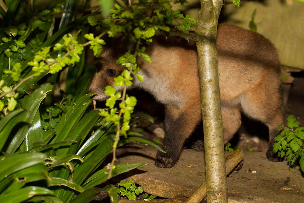 0505130405133103.jpg - Young fox cub (Vulpes vulpes) in garden undergrowth.